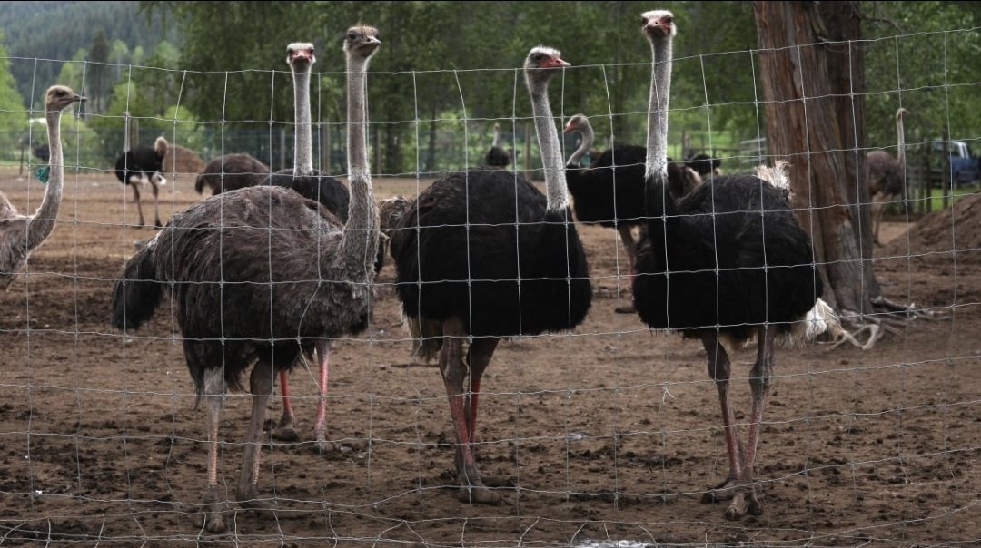 RCMP arresting farmers, 'authorities' entering a private farm, and proceed to slaughter farm animals which happen to be ostriches this time.

And 99% of Canada's politicians don't have a spine to even voice an opinion.

Why? Where does it stop?