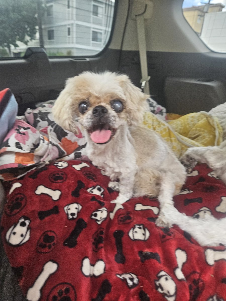 MsHoney_Bear's tweet image. B is BACK WITH HOT CROSSED BUZ #TOT #TongueOutTuesday #SpaDay