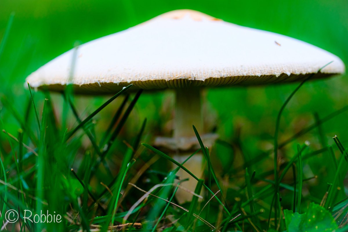 Post thunderstorm fairy huts! #fujifilm #fujifilm_xseries #macrophotography