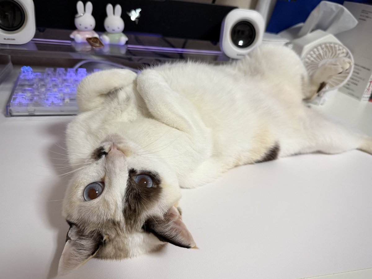 なんて可愛いポーズするんだ

#猫好きさんと繫がりたい #猫のいる暮らし