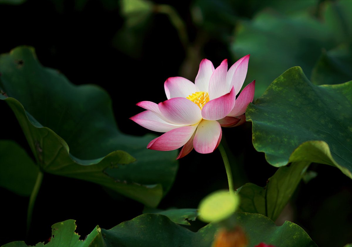 BethFratesMD's tweet image. 🦋 Simplicity = Tranquility 🌹

#TuesdayThoughts #TuesdayMotivation #JoyTRAIN