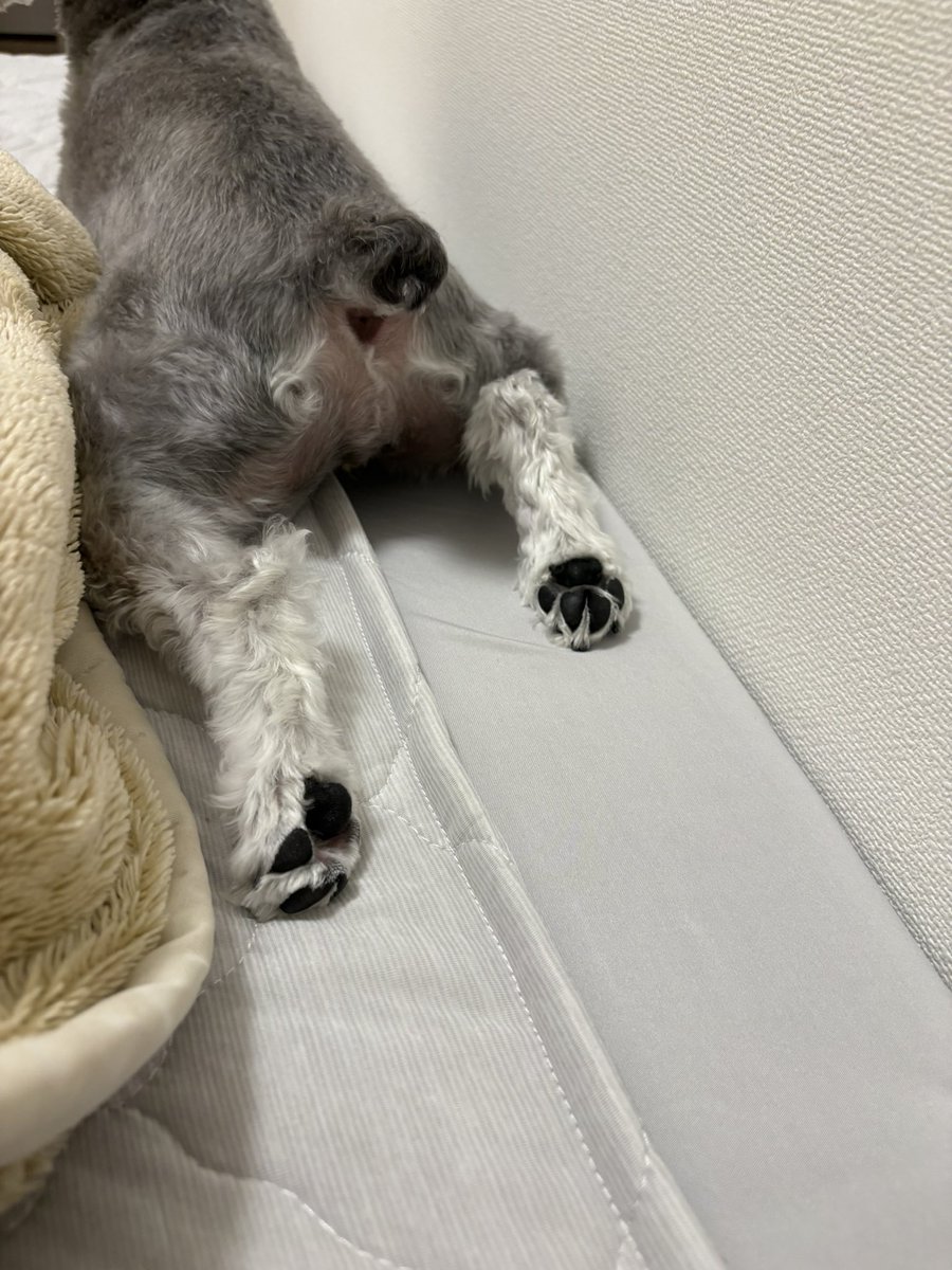 ﾋﾟｯｶﾋﾟｶの肉球🐾💖