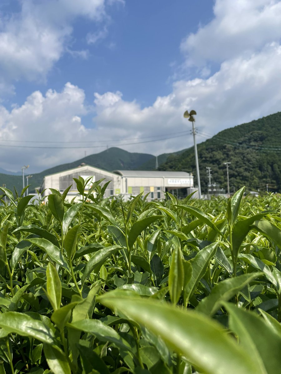 本日9/24は、昨日の振替休業でテラスカフェはお休みです。

催事は日清プラザ・三島ヨーカドーにて今日〜29日（月）で出店！

9/26（金）〜30 （火）船橋東武パンカフェ
もありますよ！
お近くの方ぜひお立ち寄りください！

写真は10月にお茶摘み予定の香駿の畑。