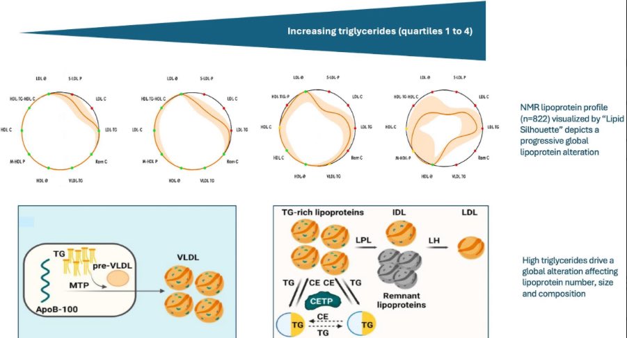 Triglycerides as Determinants of Global Lipoprotein Derangement: Implications for Cardiovascular Prevention

☝️New study: Triglycerides are not just markers, but key drivers of global lipoprotein derangements.

👉↑ VLDL remnants &amp; small LDL
👉↑ Remnant cholesterol (up to 30%)