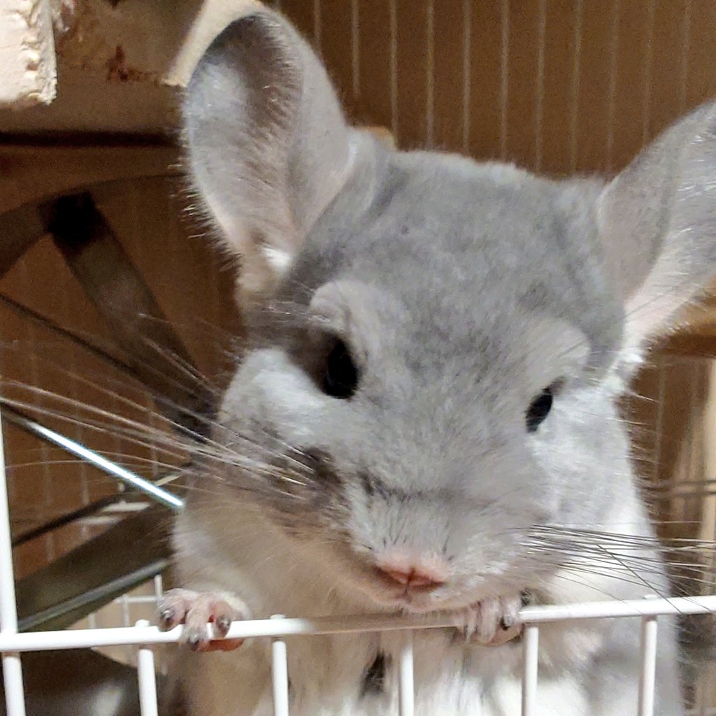 チンチラ プロフ必読‼️です❣️ ひろふみ🐰🐭🐍🦎🐸📸 on X: 