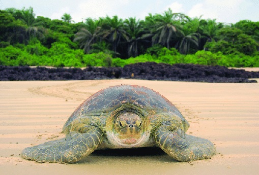 drive.google.com/file/d/1xh-R-O…
Perspectivas ecológicas e implicaciones
La gestión de la conectividad migratoria global de las tortugas verdes.