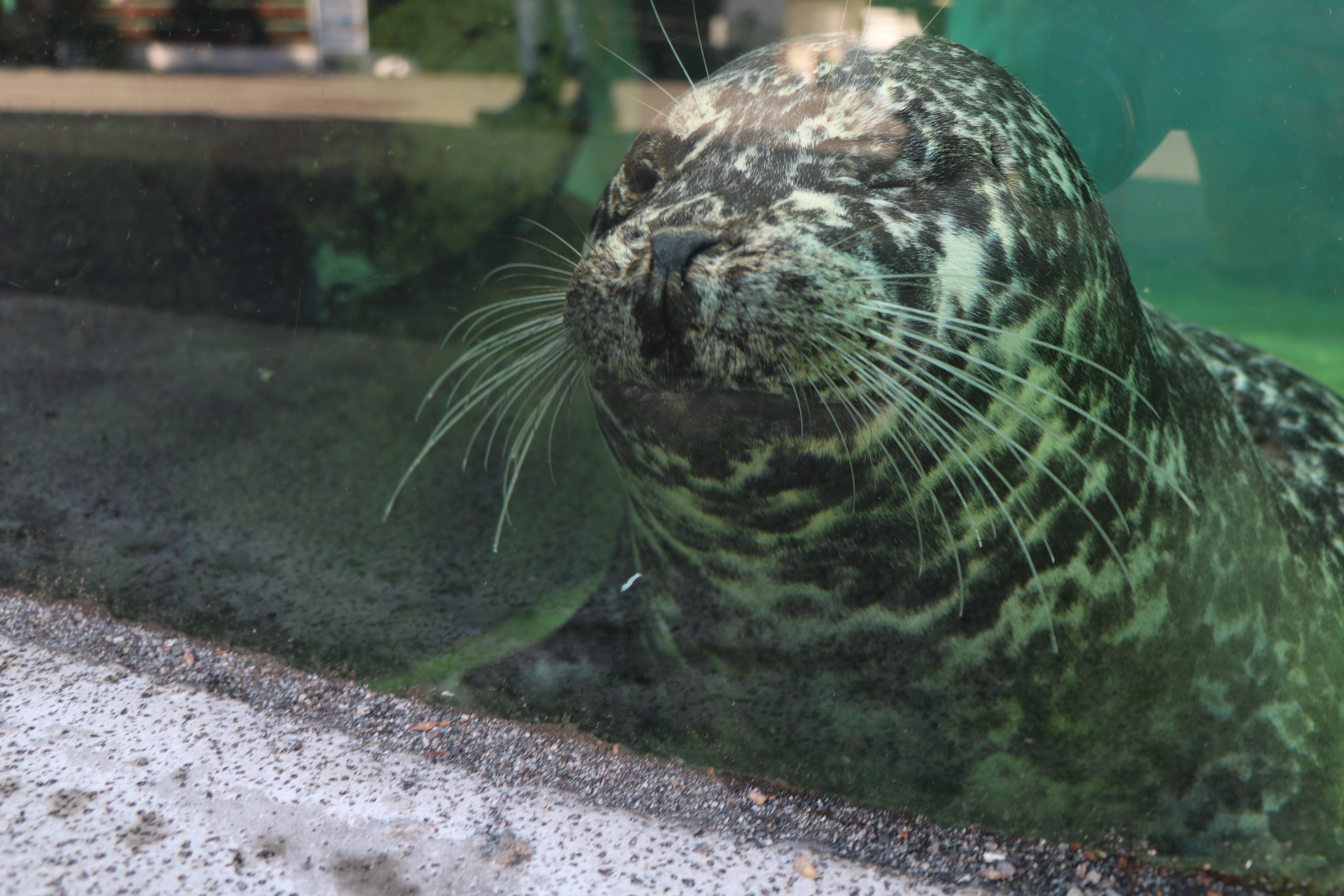 上野動物園［公式］ on X: 