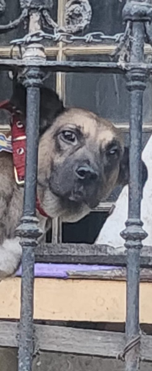 Hoy es el día del Perrito adoptado.
Ojalá que Leyla pueda festejar el próximo.
Por el momento está luchando con toda su voluntad para perder el miedo al maltrato y las conductas agresivas. Pero necesitamos ayuda para seguir sosteniéndola.
Con lo que puedas, lo que vos pienses que