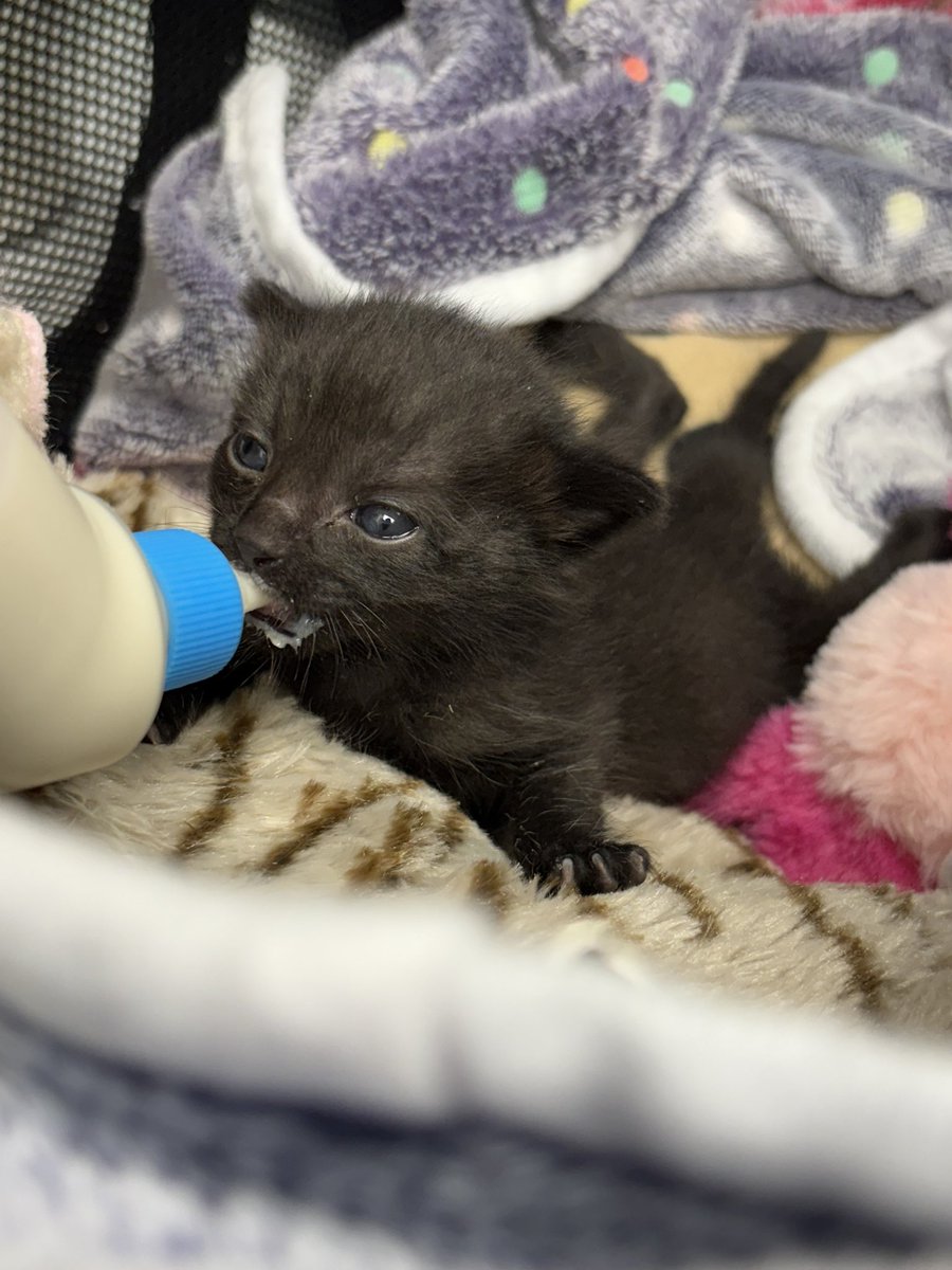 Sarah Fletcher tweet media