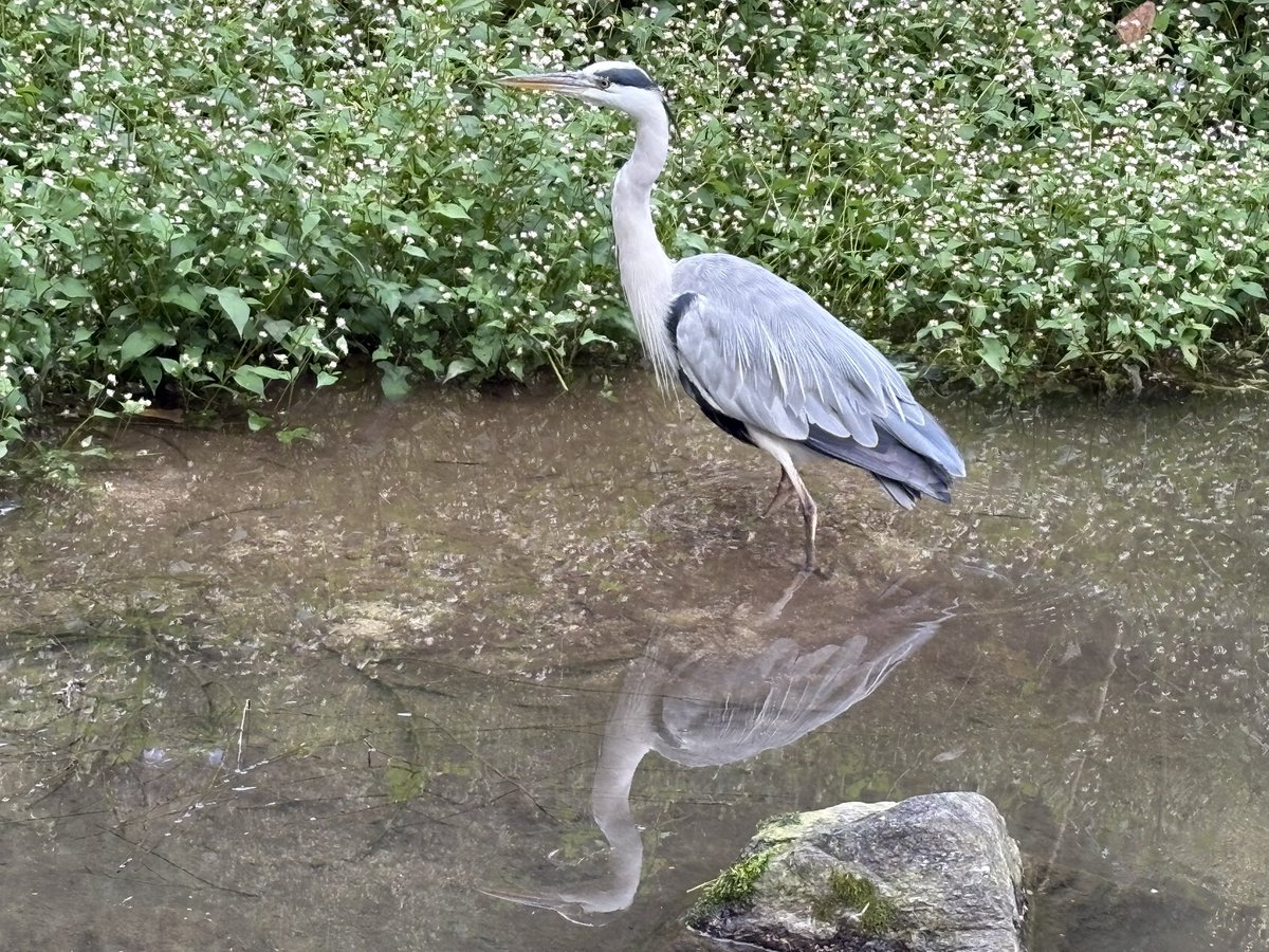 왜가리는 무슨 생각에 잠겼을까?