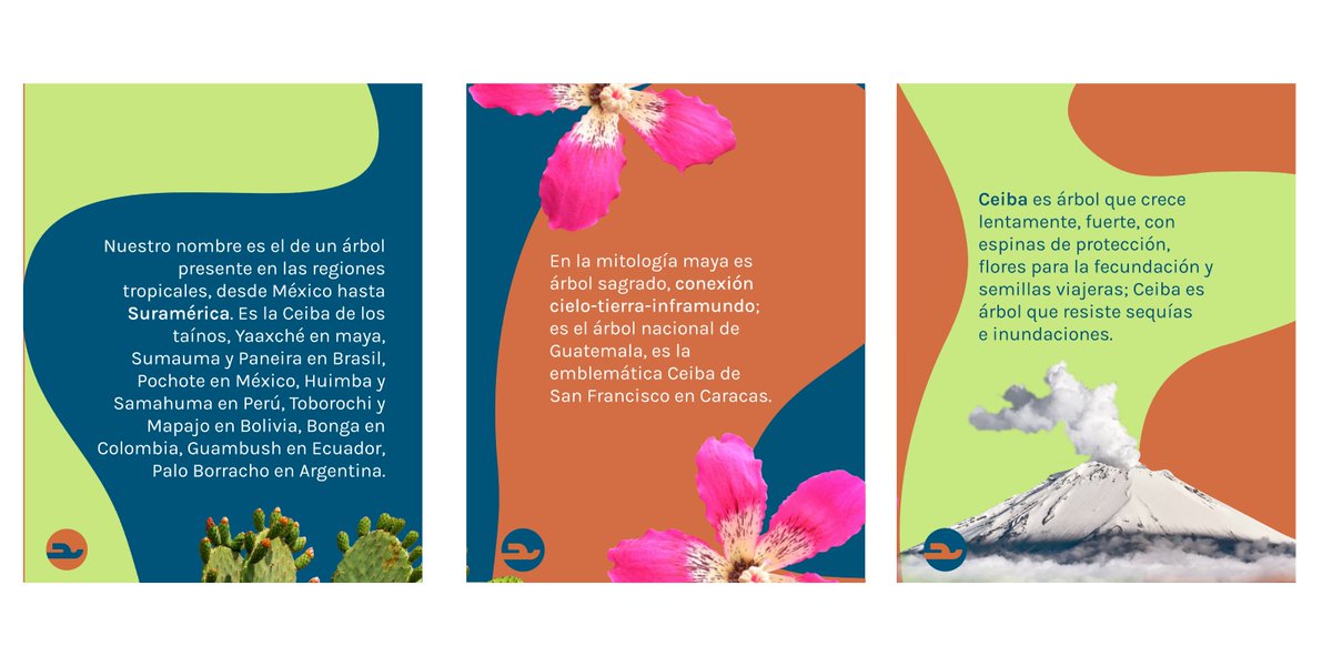 ✍ La Ceiba está presente en todas las zonas tropicales y subtropicales de la región latinocaribeña

🏹 Es el árbol sagrado de los mayas y los taínos

🌳 Es la Ceiba de nuestros territorios, que ha sido testigo de nuestras historias

Somos Ceiba, periodismo con memoria.