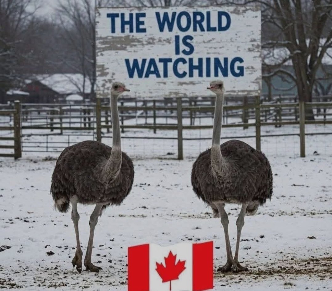 Lianebisaillon's tweet image. Universal Ostrich Farm in Edgewood, BC under attack by @rcmpgrcpolice &amp;amp; @CFIAPresACIA of the @CFIA they want to kill 297 healthy,  happy ostriches.  They will not allow testing. We need help America!
@RealCandaceO @TuckerCarlson @RobertKennedyJr @kylekemper @DrOz @DonaldJTrumpJr