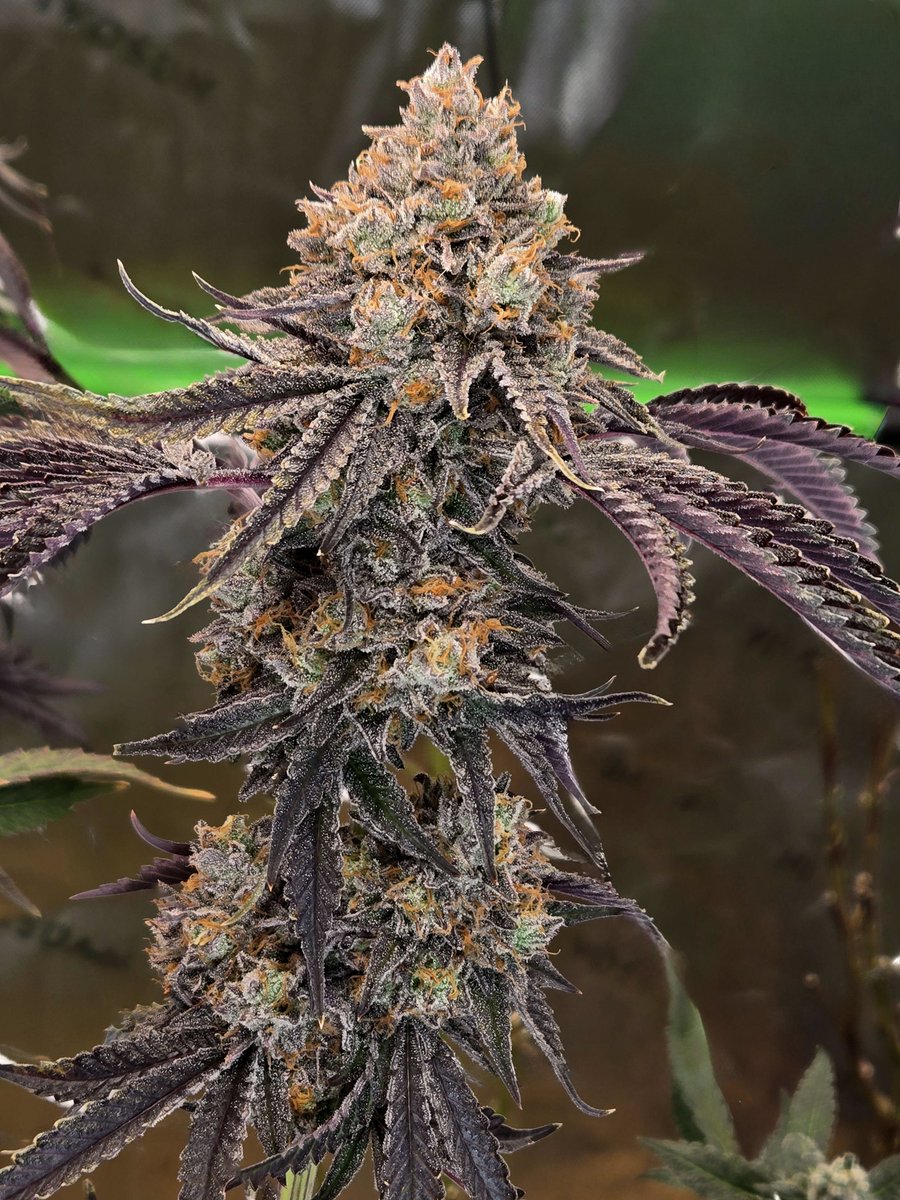 Brisker OG BX1 

Brisker OG BX1 comes from Brisker OG x Ocean Fruit, with Ocean Fruit being Brisker OG x Purple Punch. Brisker OG itself is Tahoe OG x Peanut Butter Breath.

Aroma &amp; Terpenes:
Testers have described Brisker OG BX1 as one of those strains where the terps leap off