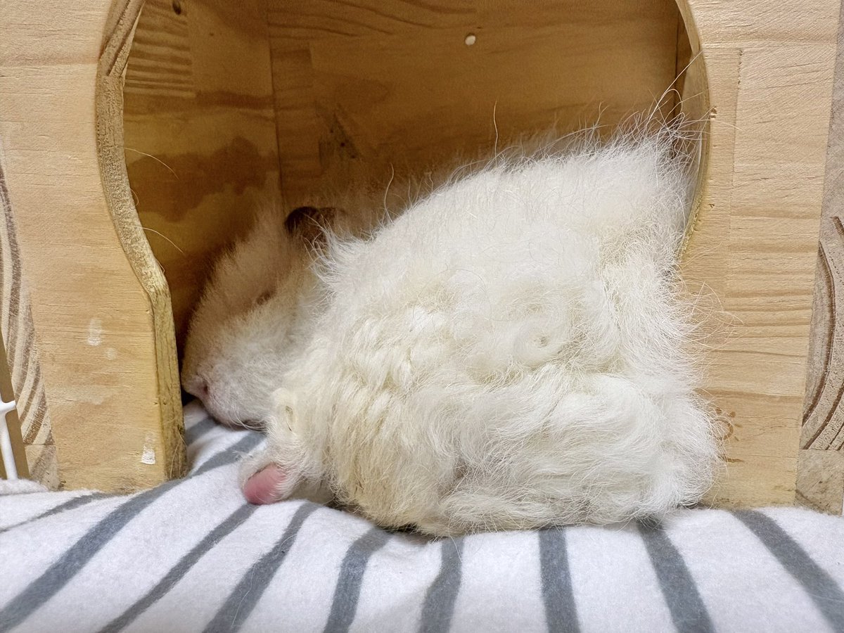 モフモフ様おまとめページ 今日のなべちゃん 青黒の暈し縞のお着物に、隈取の帯でした