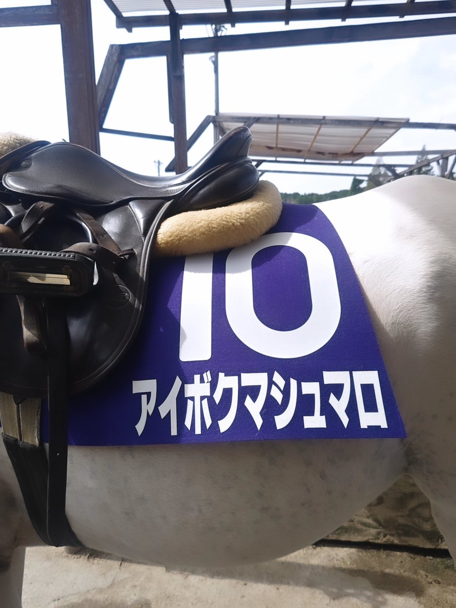 ゼッケンとは競争時馬を識別するため鞍の下に装着する布のこと。 この