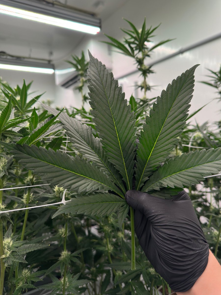 ShadedFrostee tweet media