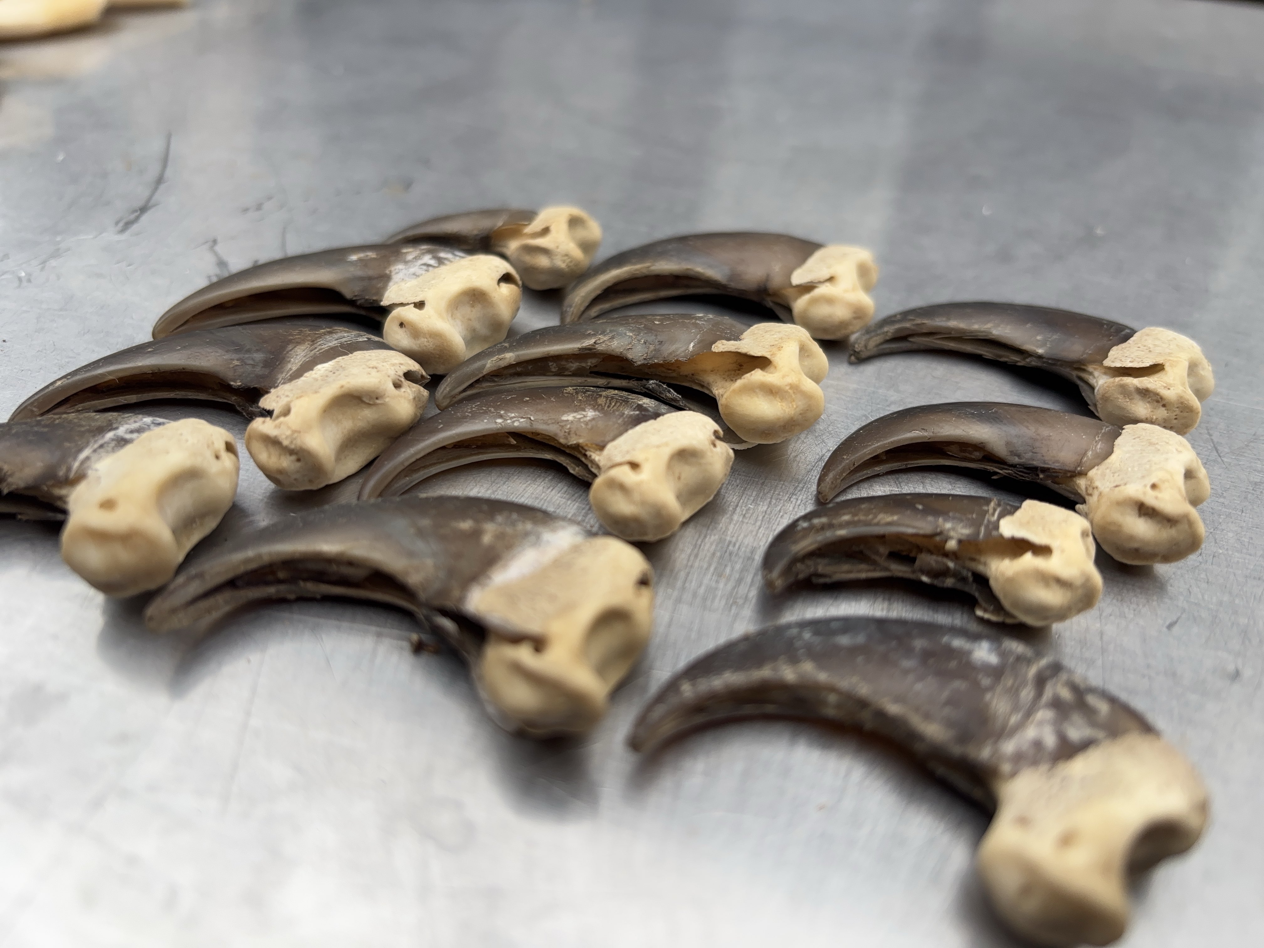 熊の牙　約7.5cm さっと on X: 