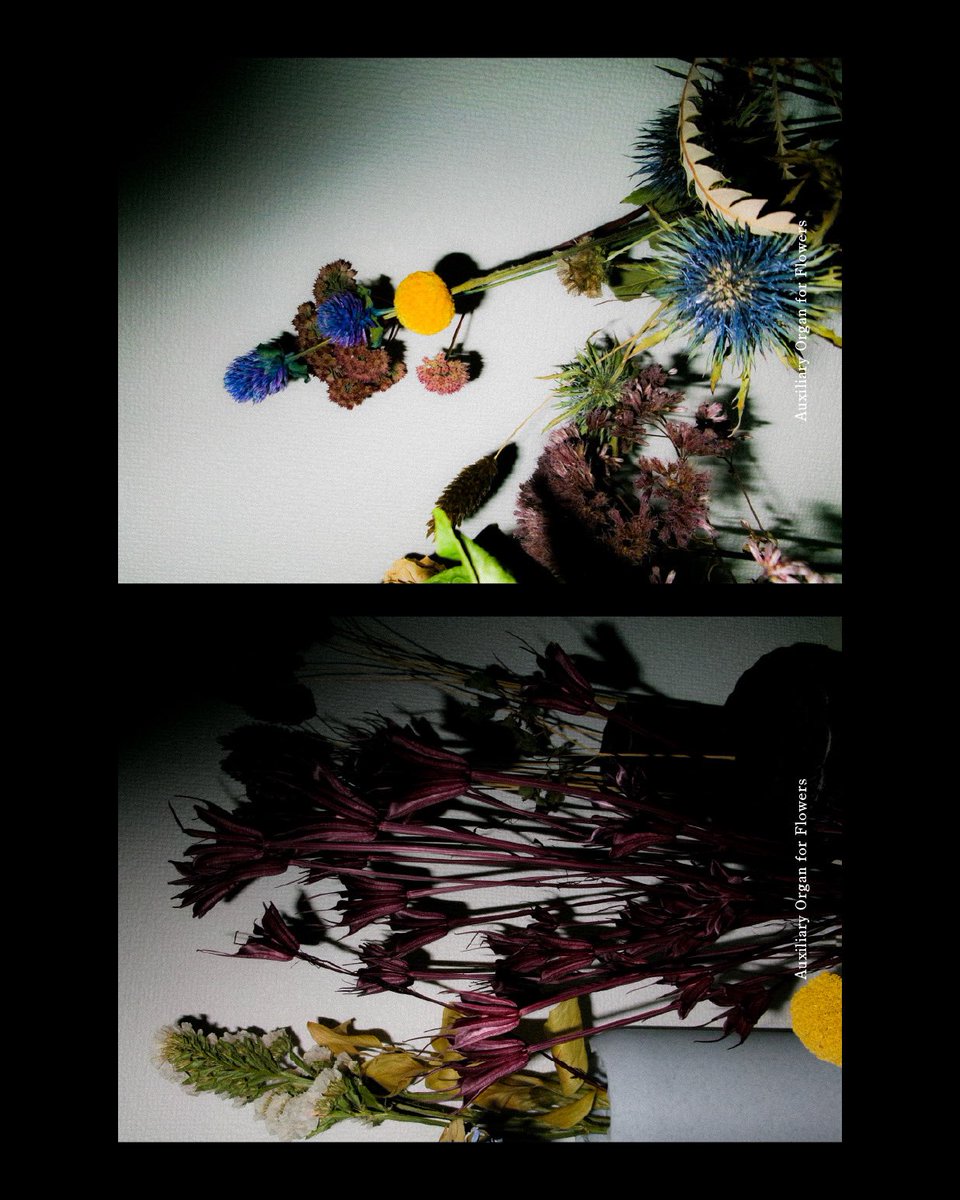 コエダ小林 (@koeda_kobayashi) on Twitter photo 