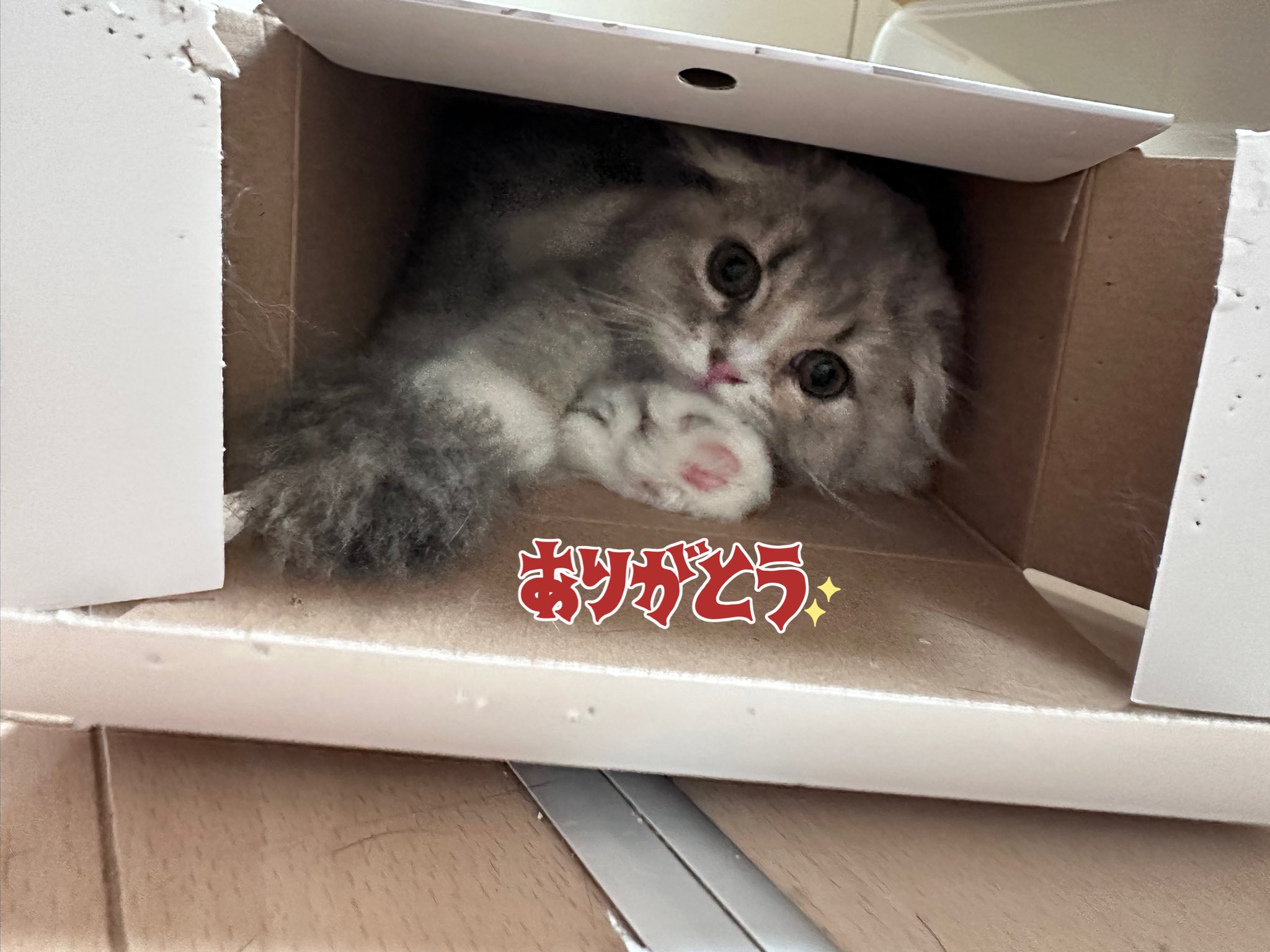 ねここページ ねここ (@nekokokooo) / X