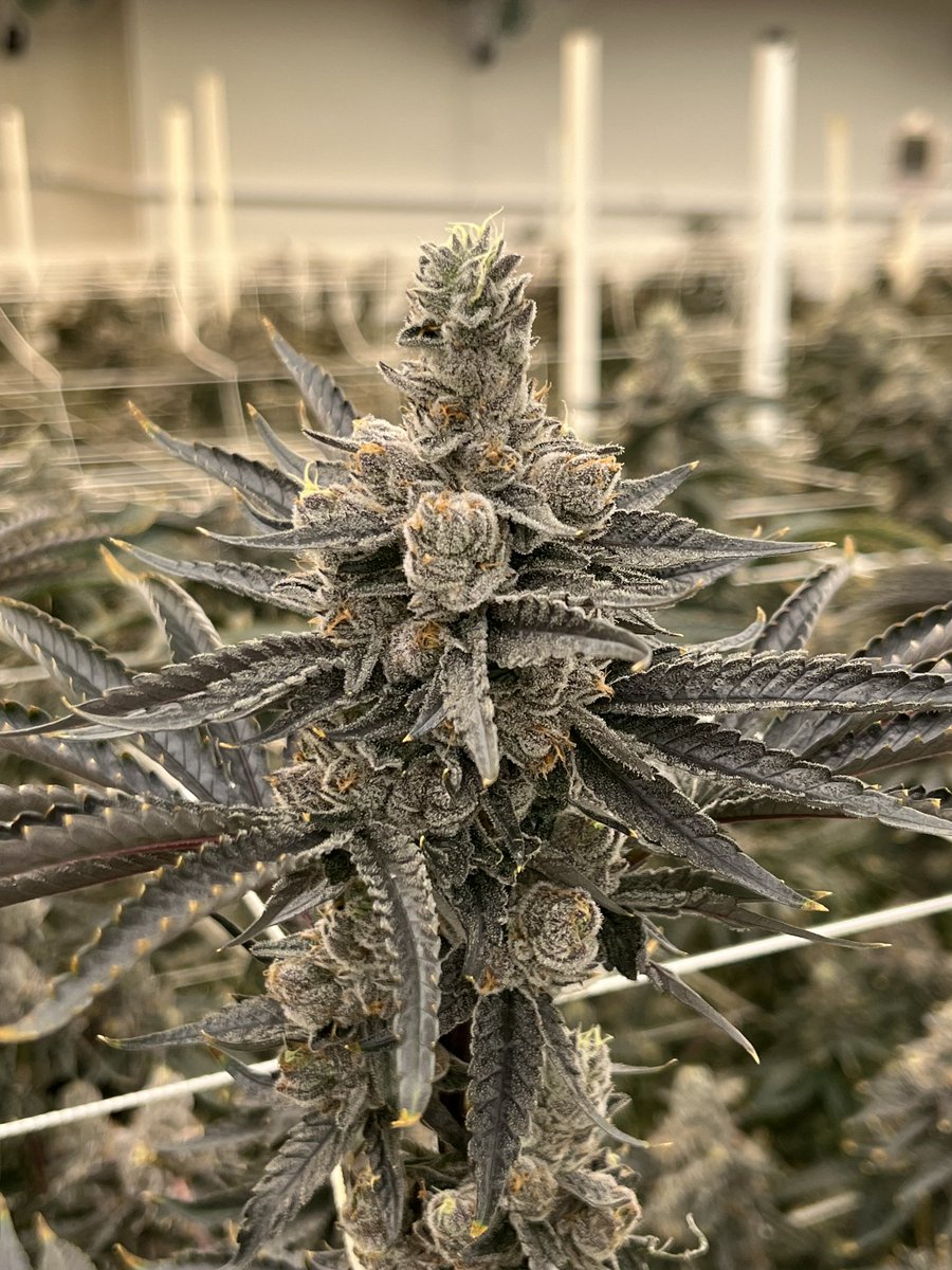 Candy Truffles🍬
(LCG x Black Cherry Gelato) 
Our official collab with 
<a href="/TheBackpackBoyz/">BackpackBoyz</a>