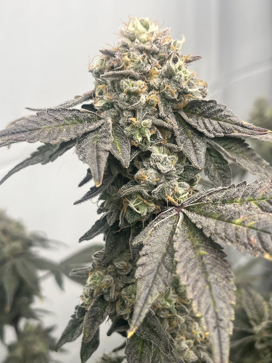 Tengu🟣⛩️🌈
(Purple Zikigai x Blue Slushie) 
Grown here and sent in by one of the community members!