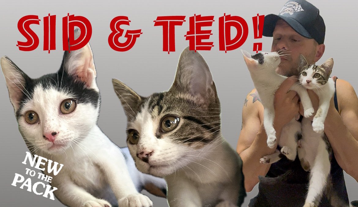 RueComedy's tweet photo. NOW PLAYING - 🐾 See my 2 new sons Sid and Ted make their RueTV debut. Kittens! Watch here now: https://t.co/ccjk3XxLgK https://t.co/EHoO9BpodO