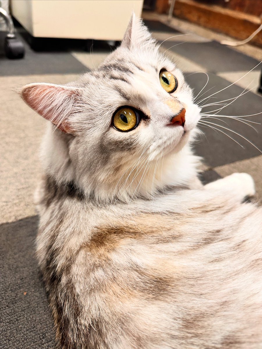 ねこ 楽天市場】ねこ肯定感 抱きまくら Lサイズ みけねこのさんま