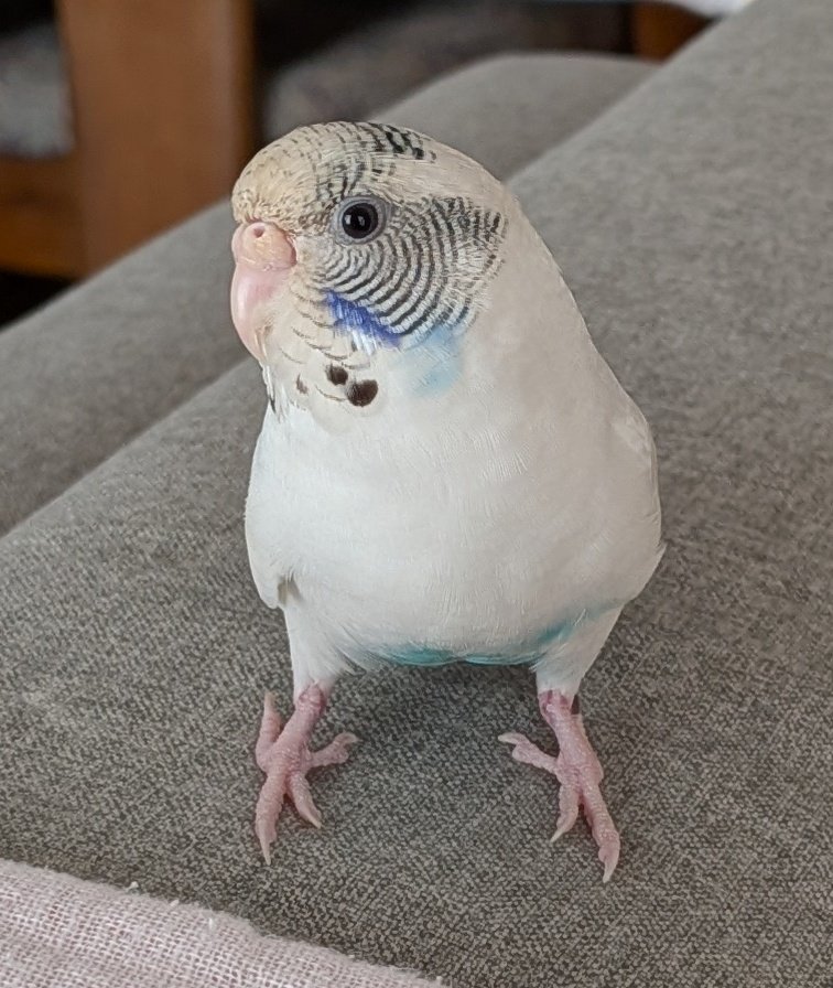 piyorin7177's tweet image. 先日、スマホの機種変したら写真が綺麗に撮れて嬉しい😆

　#セキセイインコ　＃ぴの🐥
　#GooglePixel10