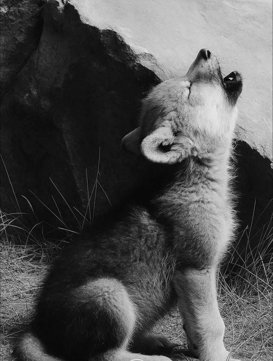 The weakest wolf in the pack said: “One day I’ll be the strongest!” Everyone laughed, except the strongest.