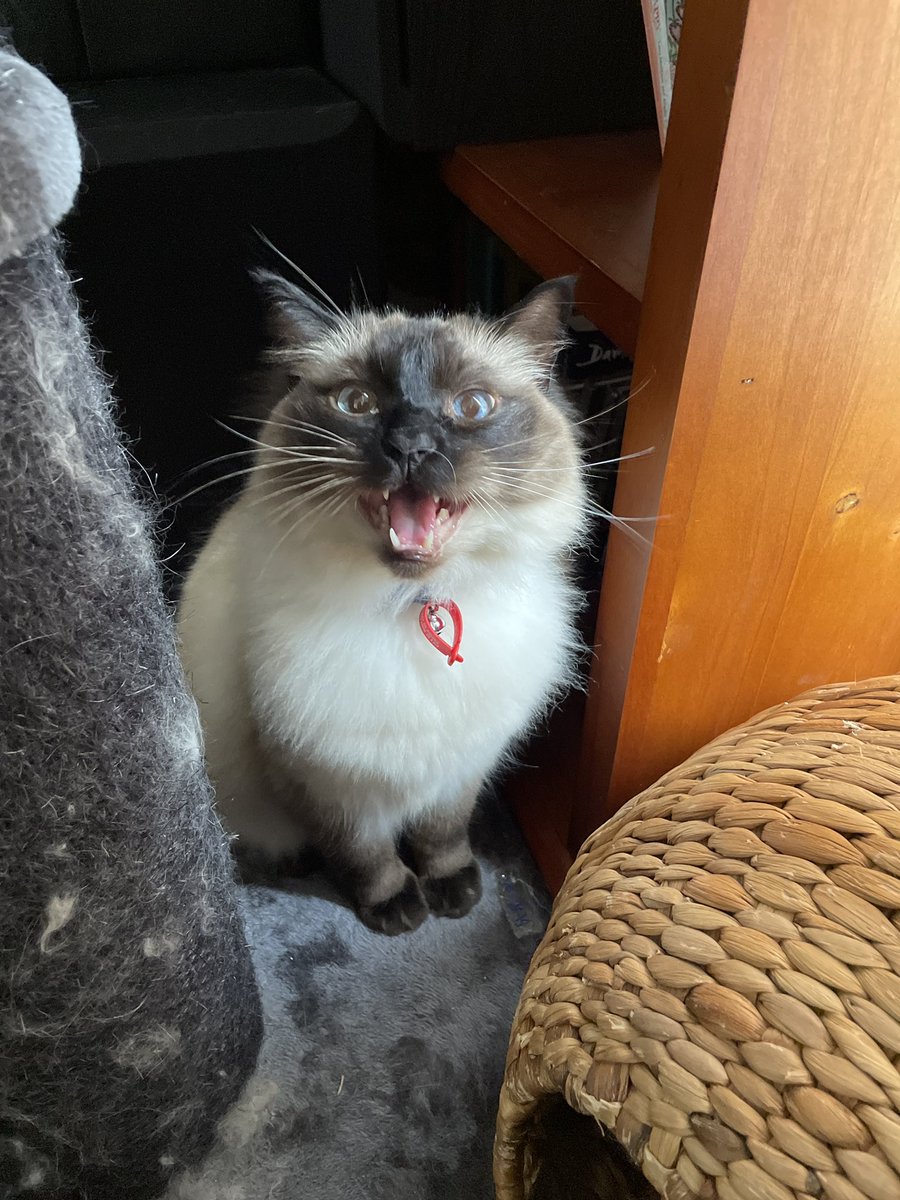 CSSprite_'s tweet image. Meows at you