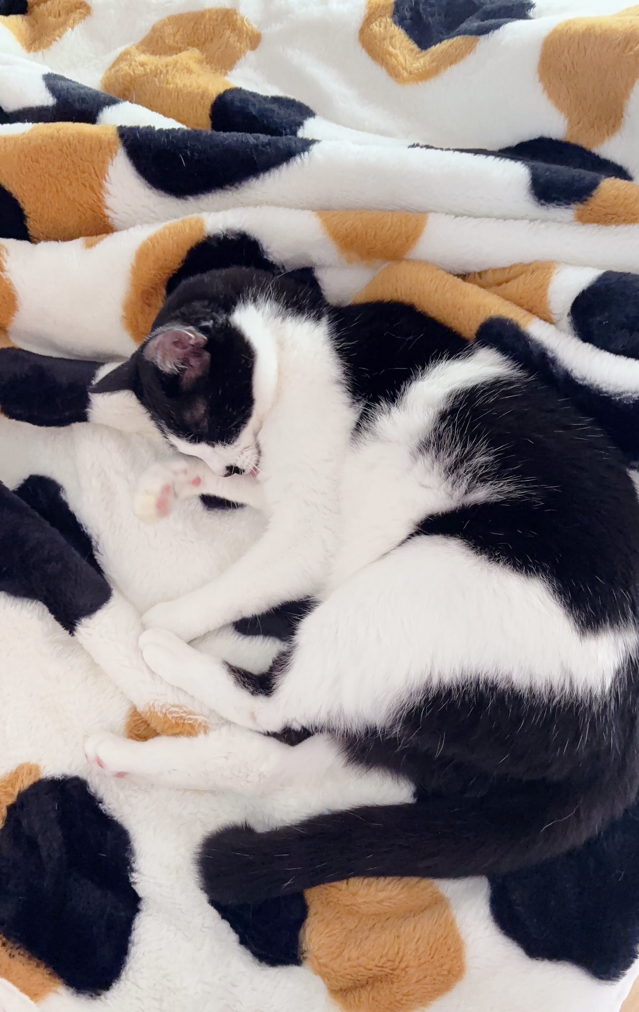 三毛猫様♡ありがとうございます♡ 三毛猫 - Search / X