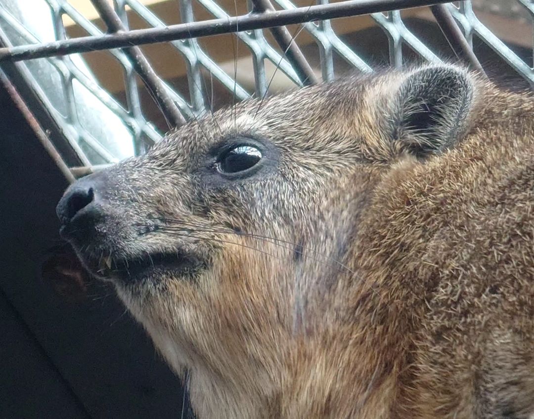 Hyrax Every Hour (@hyraxeveryhour) on Twitter photo 