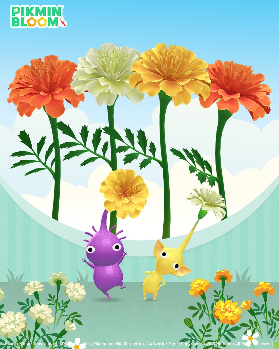 pikminbloom_kr's tweet photo. 🌼 10월 빅 플라워 예보 🌼

다음 달에는 마리골드가 지도를 환하게 물들일 거예요! 태양처럼 밝은 주황빛과 노란빛 꽃들이 산책길에 따뜻한 빛을 더해줄 거랍니다. ✨

💡 흥미로운 사실: 마리골드는 품종에 따라 세계 곳곳에서 다른 이름으로 불린답니다 — 예를 들어 ‘아프리카 마리골드’나 ‘프렌치 마리골드’처럼요.

가을바람 따라 잠시 밖으로 나가, 10월 내내 마리골드가 전해주는 따뜻한 기운을 느껴보세요 🌸

자세한 내용은 앱 내 공지를 확인하세요 ✅
https://t.co/WZcGkdhtKr
