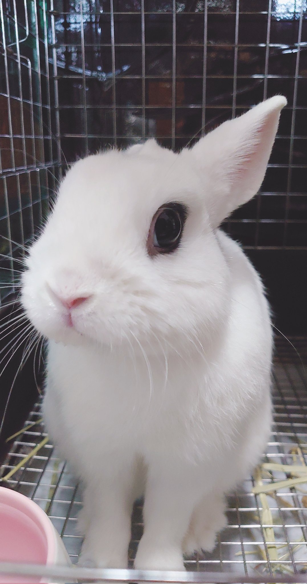 BuNNY TRAP/ボカコレTOP100ありがとうございました⋆ᙏ *✨️ on