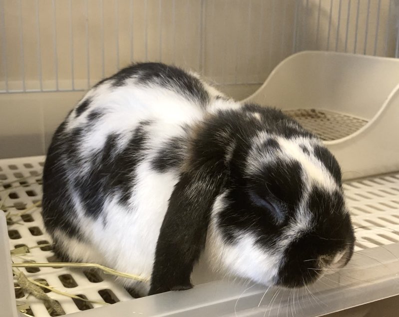 seisuke0902's tweet image. おててナイナイ🐰🥰

#うさぎ #ホーランドロップ #rabbit