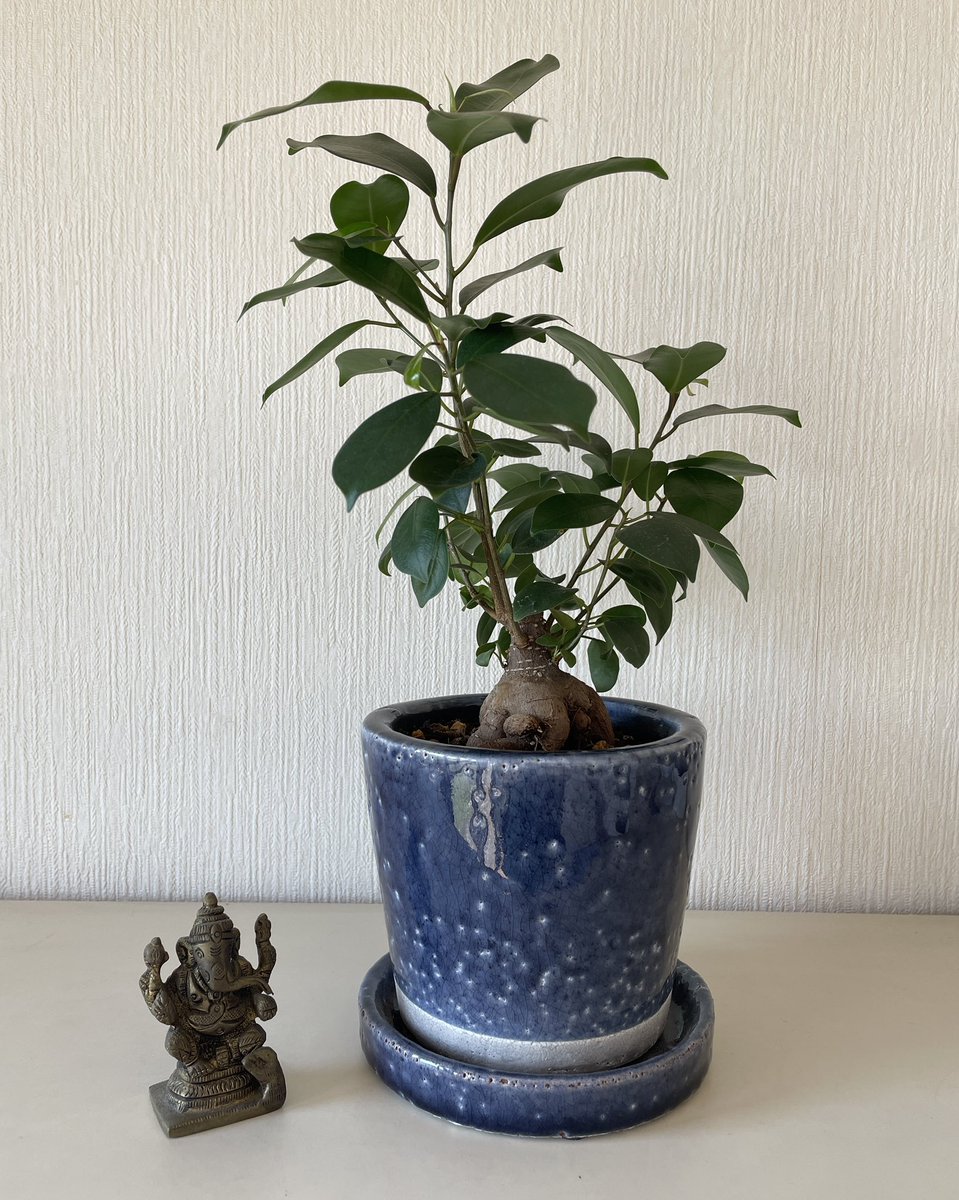 うちのマンドレイク（ガジュマル）、3か月ですくすく成長しております🥰