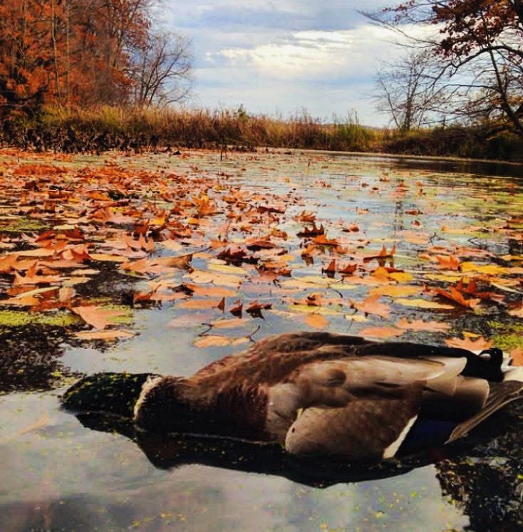 The season is upon us! With waterfowl season gearing up across the country, we are looking forward to hearing how everyone’s season goes!