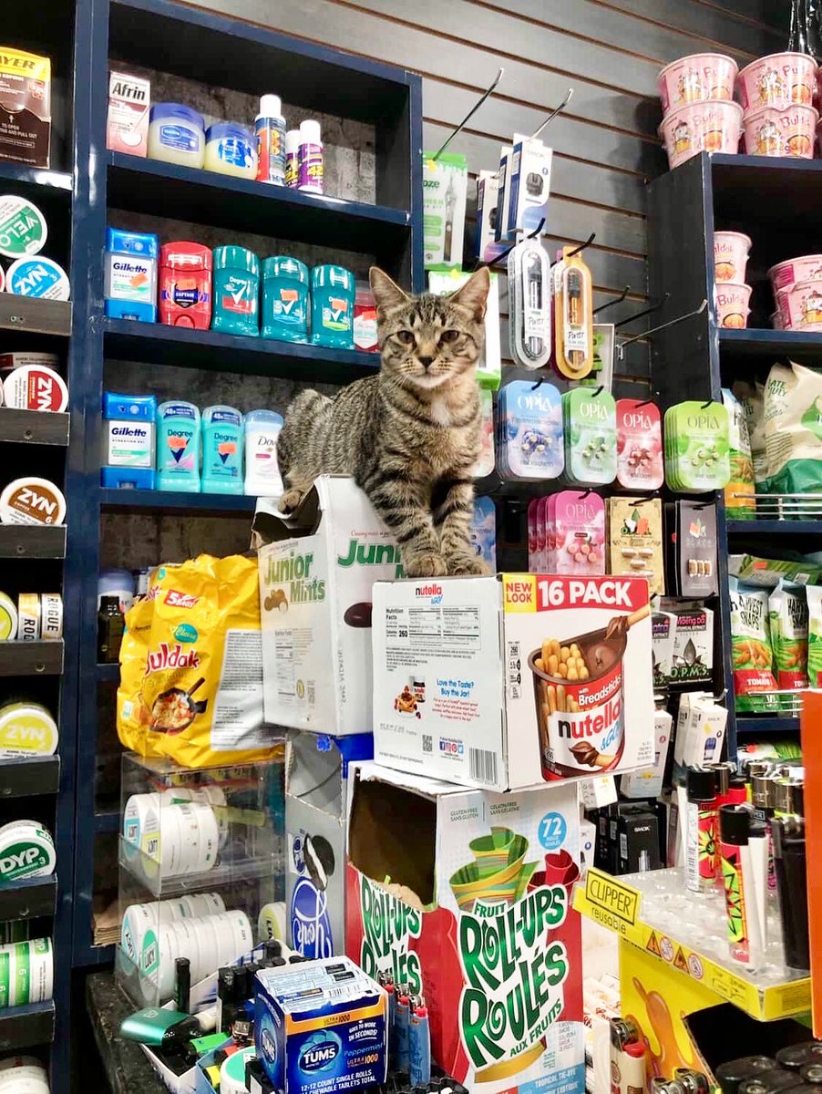 Bodega Cats (@bodegacats_) on Twitter photo 