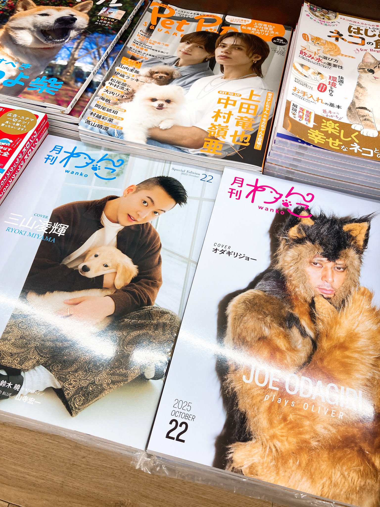 【中岡猫】あなたとスキャンダル 全巻　初版 かなしきデブ猫ちゃん」の主人公のマルを「HITひろしま観光大使