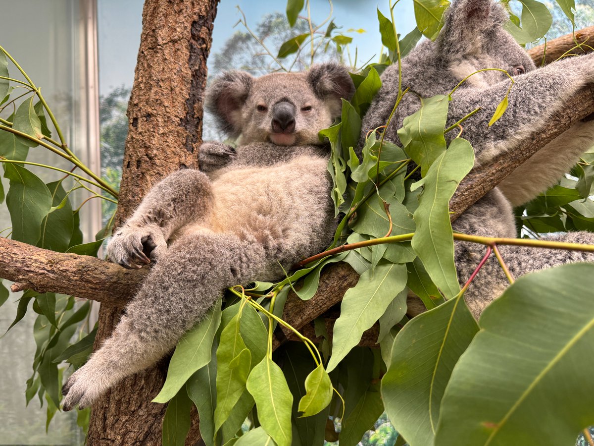 鹿児島市平川動物公園 on X