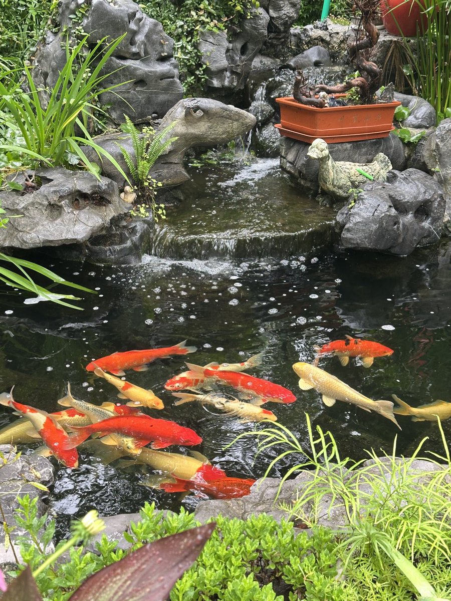 SamcPonsce's tweet image. この池の鯉の幸運を受け取ってくださいね！✨