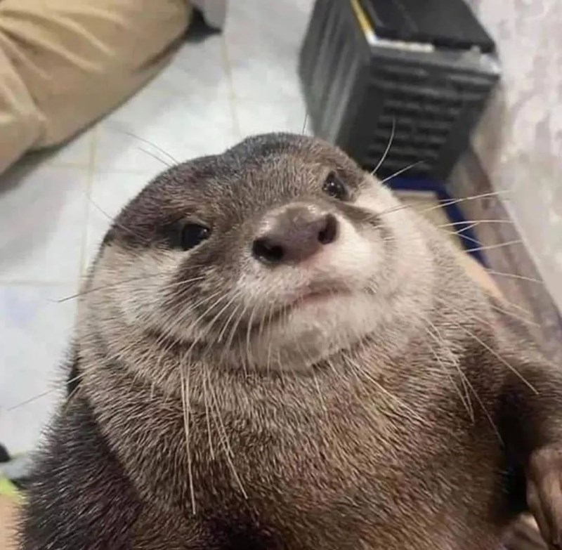 Random_Numbers's tweet image. #TexasHockey