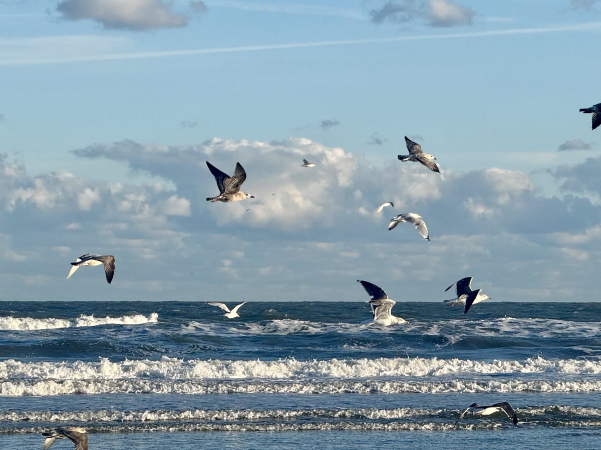 richardtkiewiet (@richardtkiewiet) on Twitter photo 