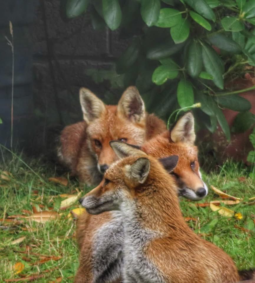 ChrisGPackham's tweet image. Multi-foxes for today&apos;s #FoxOfTheDay , shared by wildswimmer67