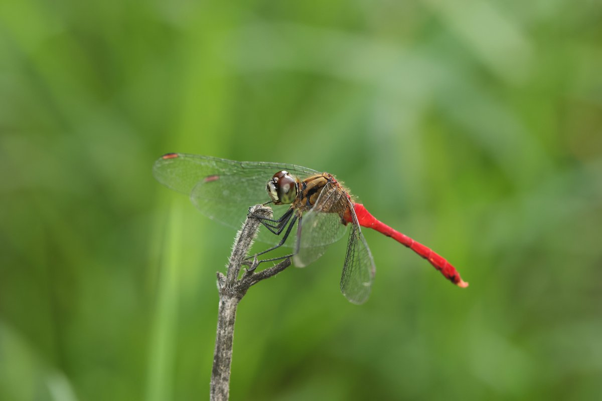 マユタテアカネ
Sympetrum eroticum eroticum (Selys, 1883)
この時期ヒメアカネというのが見られると前日に後輩から聞いていたのでそれかな？と思ったのだが，どうやらよく見るマユタテアカネだったようだ．尾部上附属器が強く上反し，これはこれで可愛らしい．
2025-09-22，東京都にて