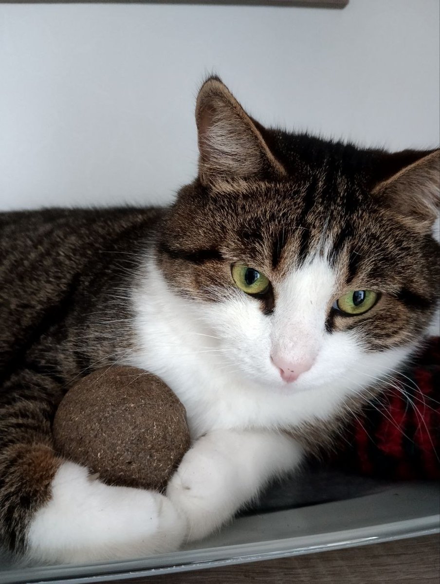 Жукот навозник вашему вниманию