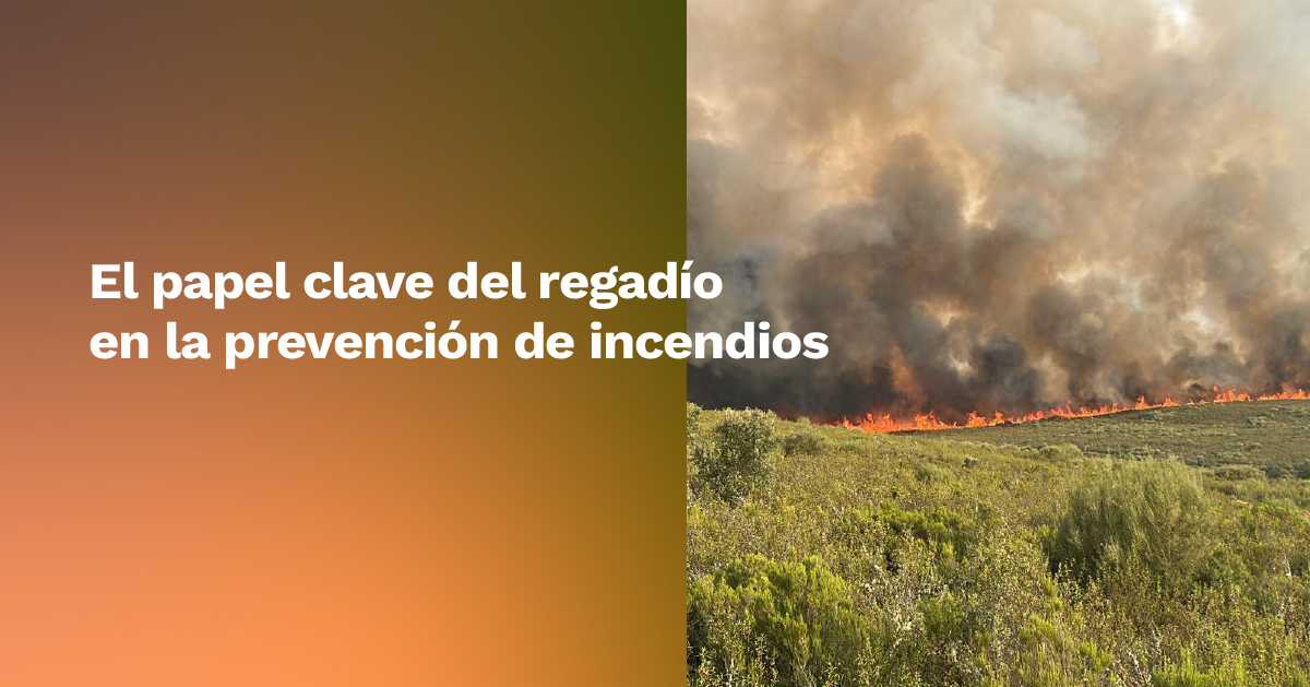 El #regadío no solo cumple un rol productivo; se comporta como un #cortafuegos verde. Las parcelas regadas generan franjas húmedas que interrumpen la continuidad de los bosques inflamables, reduciendo la intensidad y la propagación del fuego.
Sigue 🧵👇🏻