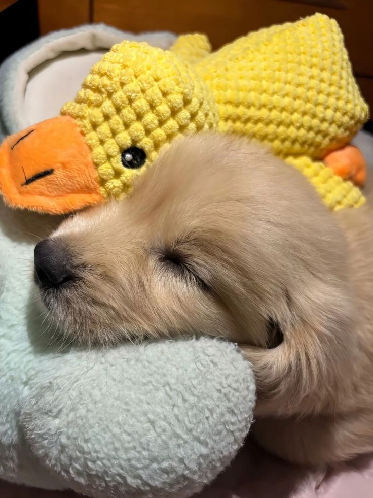 Animal Lover (@animal_fanlover) on Twitter photo 