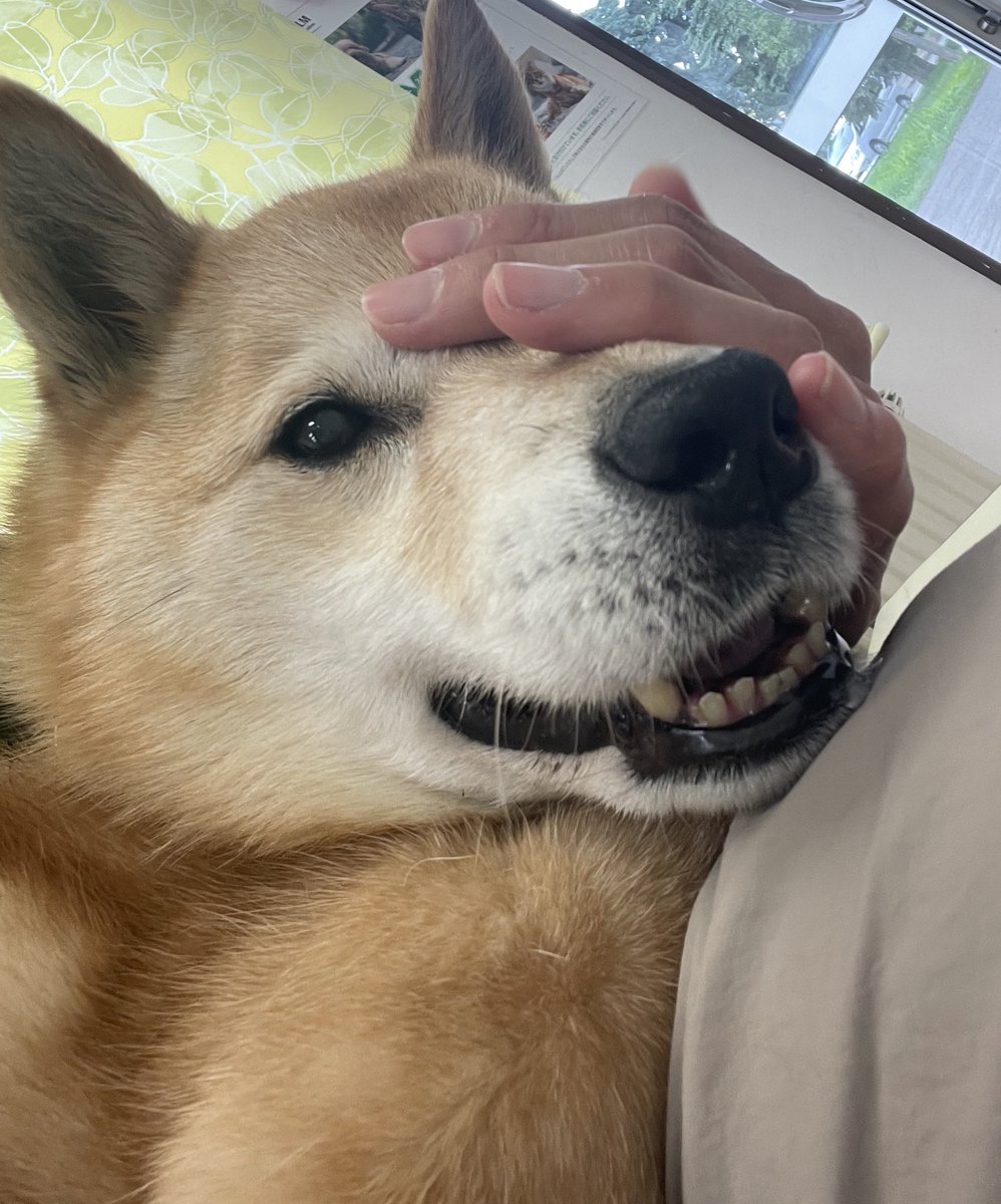 ピーピーと嘔吐でほとんど立ち上がらないので病院。