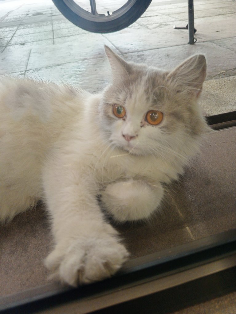 Rembesss laimu tapi gemessh